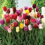 Triumph Mix, Tulip - 10 Bulbs thumbnail number null